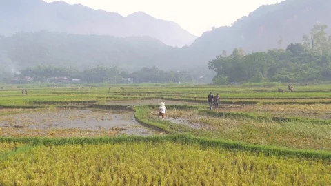 Field workers Vietnam Stock Footage 128960359