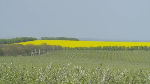 Field with yellow in the background Stock Footage 164453366