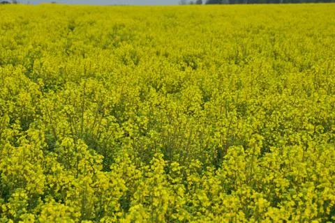 Field of yellow blooming rape on a cloudy day. Foto stock