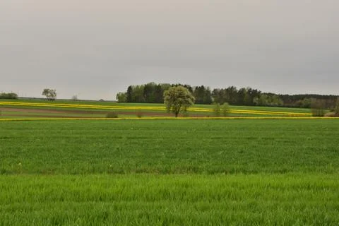 A field of yellow blooming rape on a cloudy day. In the background a forest. Stock Photos