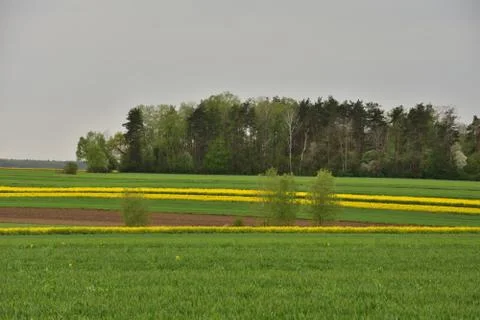 A field of yellow blooming rape on a cloudy day. In the background a forest. Stock Photos