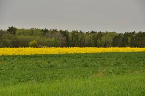 A field of yellow blooming rape on a cloudy day. In the background a forest. Stock Photos