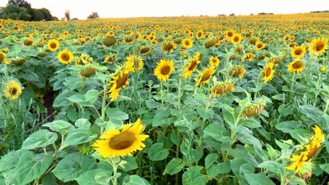 A field of yellow blooming sunflowers Stock Footage 202553155