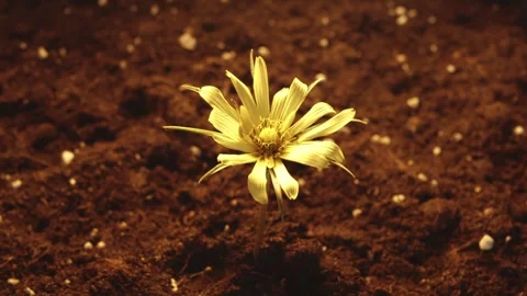 Field yellow chamomile brightly lit by light grows out of the ground. Spring fun Stock Footage 241667653