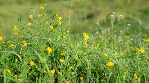 Field yellow clover in grass Stock Footage 67701259