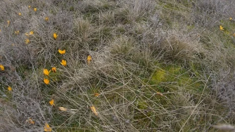 A field of yellow crocuses in the wild Stock Footage 91395635