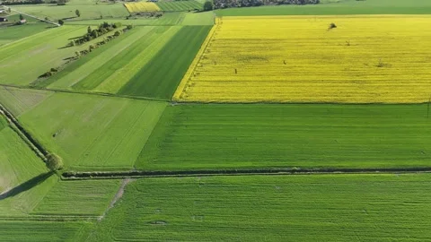Field of yellow crops is shown in the image. Aerial drone view. Stock Footage 307715723