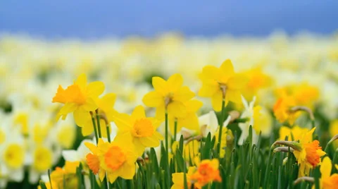 Field of yellow daffodils. Video stock 37171930