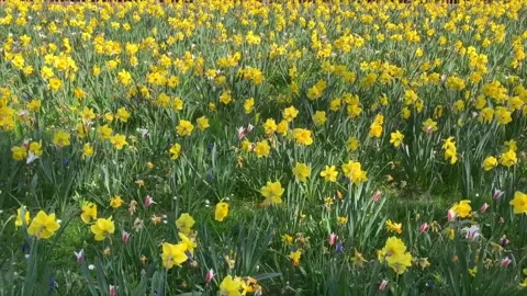Field of yellow daffodils. Stock Footage 185000689