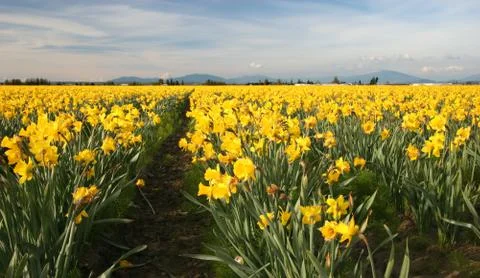 Field of yellow daffodils Stock Photos