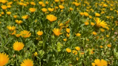 Field of yellow daisies Stock Footage 289571234