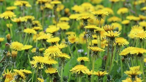 Field of yellow dandelions. Stock Footage 154002369