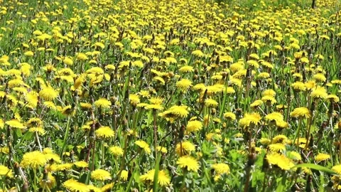 Field of yellow dandelions. Stock Footage 154211955