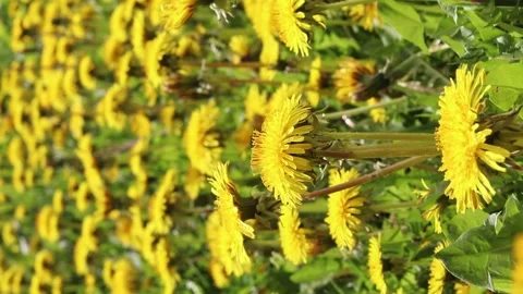 Field of yellow dandelions. Stock Footage 157627717