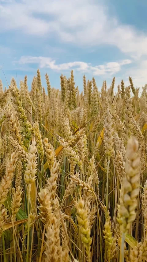 A field of yellow ears on the background of a blue sky Stock Footage 245101495