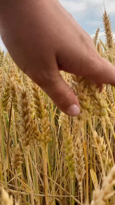 A field of yellow ears on the background of a blue sky Stock Footage 245101498