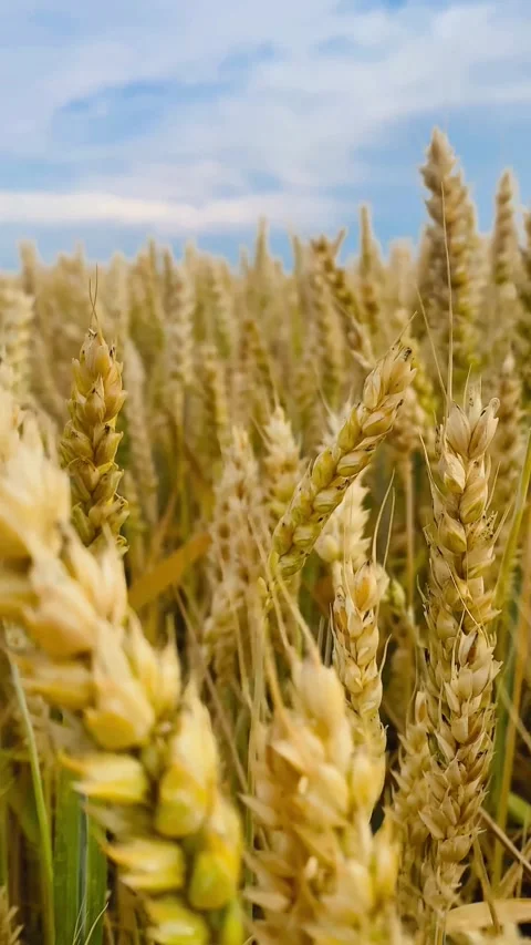 A field of yellow ears on the background of a blue sky Stock Footage 245101548