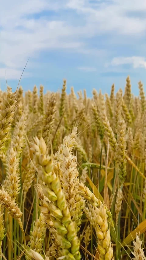 A field of yellow ears on the background of a blue sky Stock Footage 245101609