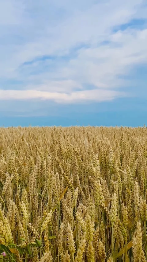 A field of yellow ears on the background of a blue sky Stock Footage 245101630