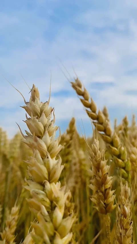 A field of yellow ears on the background of a blue sky Stock Footage 245101640