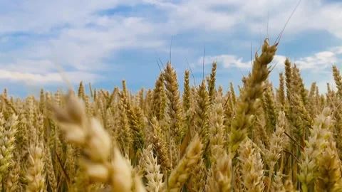 A field of yellow ears on the background of a blue sky Stock Footage 245101724