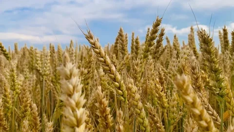 A field of yellow ears on the background of a blue sky Stock Footage 245101729