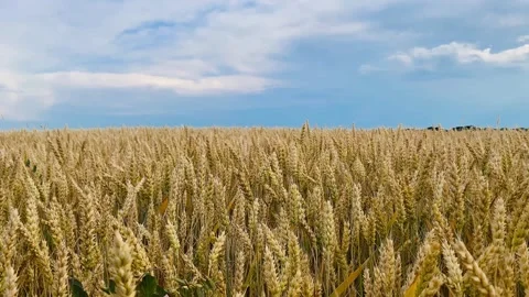 A field of yellow ears on the background of a blue sky Stock Footage 245101730