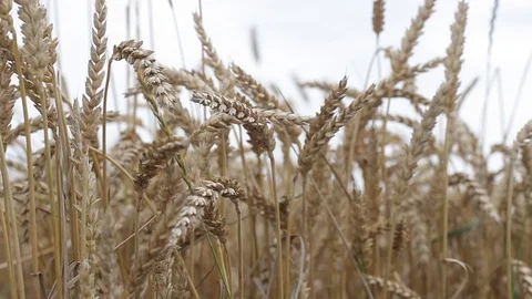 Field with yellow ears of rye and millet 動画素材 93839452