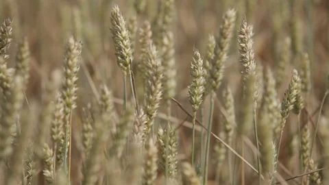 Field with yellow ears of rye and millet Video stock 93840866
