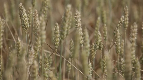 Field with yellow ears of rye and millet Stock Footage 93840919