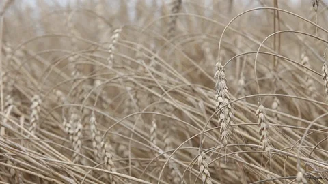 Field with yellow ears of rye and millet Stock Footage 93842773