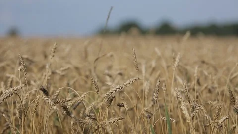 Field with yellow ears of rye and millet Stock Footage 95044012