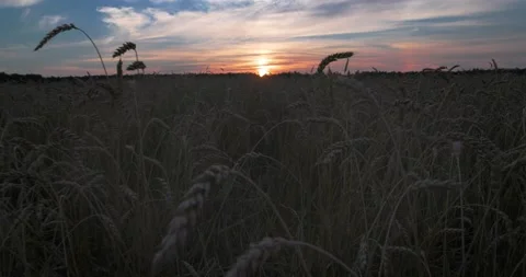 Field with yellow ears of rye and millet. Barley Crop Field in Close Up. Stock Footage 221721573
