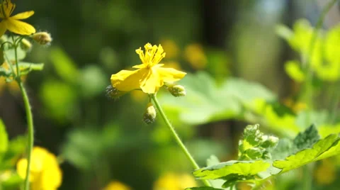 Field of yellow flower close-up. Macro. Stock-Footage 37874798