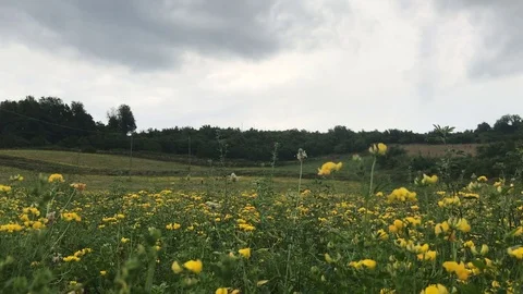 Field with yellow flower Stock Footage 77764934