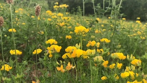 Field with yellow flower Stock Footage 77765022