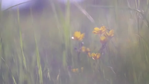 A field of yellow flowers close-up. Stock Footage 155691211