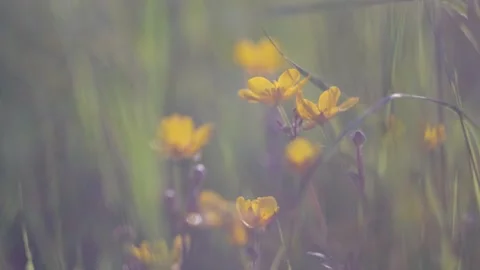 A field of yellow flowers close-up. Stock Footage 155691341