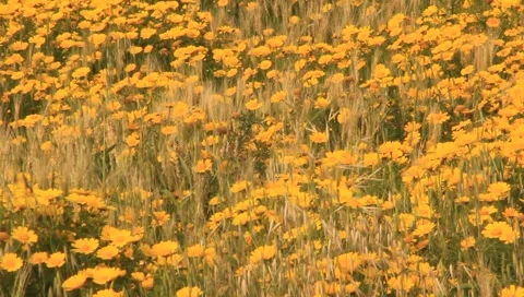 Field of yellow flowers Stock Footage 2476472