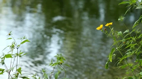 Field yellow flowers Видео 8621064