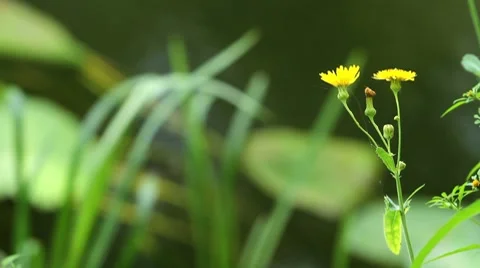 Field yellow flowers Stock Footage 8655366