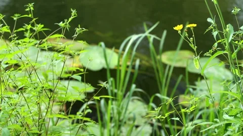 Field yellow flowers Stock Footage 8655416