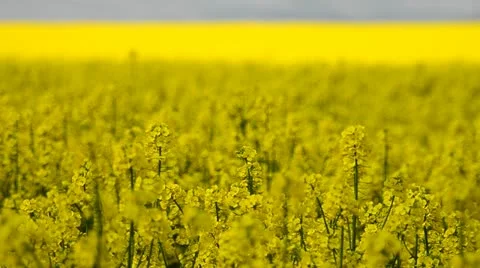 Field of yellow flowers Stock Footage 11003702