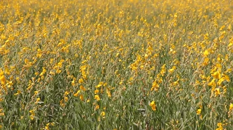 Field of yellow flowers. Stock Footage 46528905