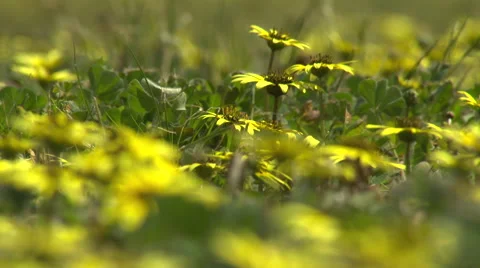 Field of yellow flowers 스톡 동영상 52976012