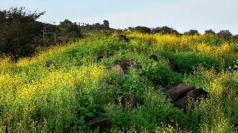 Field of yellow flowers Video stock 74088863