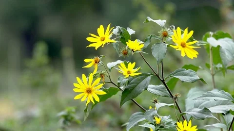 Field Yellow Flowers Stock Footage 81413500