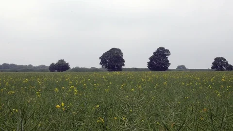 Field Of Yellow Flowers Stock Footage 90306587