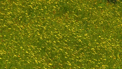 FIELD OF YELLOW FLOWERS Stock Footage 91823482