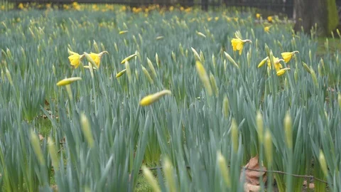 A field of yellow flowers. Stock Footage 102399873